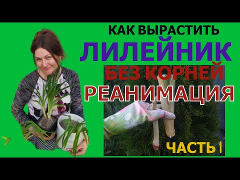 Видео: ЛИЛЕЙНИК без КОРНЕЙ КАК СПАСТИ.часть 1