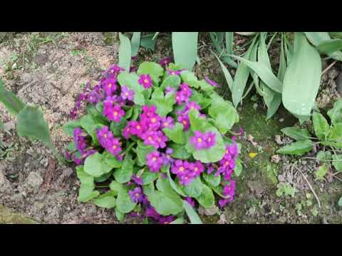 Видео: який мій квітник зараз і які квіти зараз цвітуть