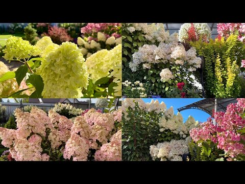 Видео: 03.09.25 Обзор сада/ стригу кустарники/ чем кормлю/ Ленинградская область 