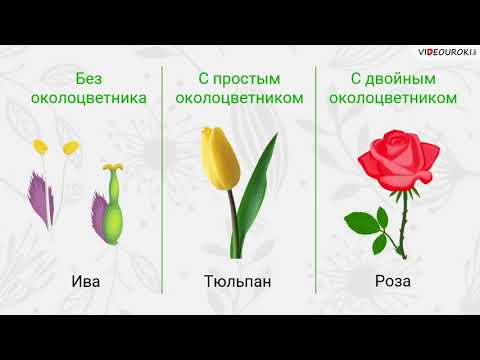 Видео: Видеоурок по биологии "Цветок и его строение"