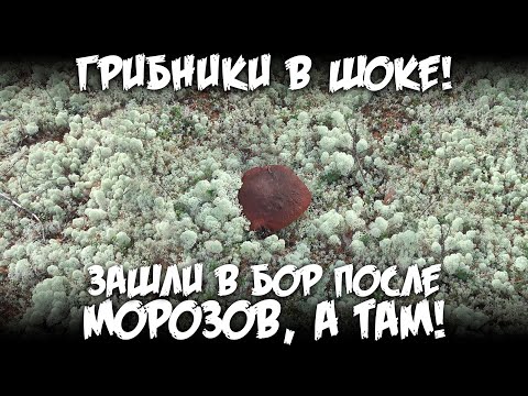 Видео: Грибники в шоке! Зашли в бор после мороза а там!