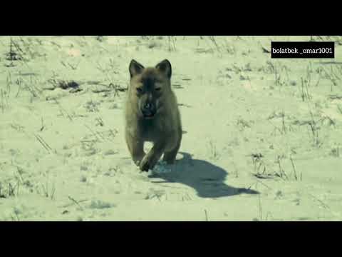 Видео: Келіншектің баласы...(үзінді) авторы: Ұларбек Нұрғалым