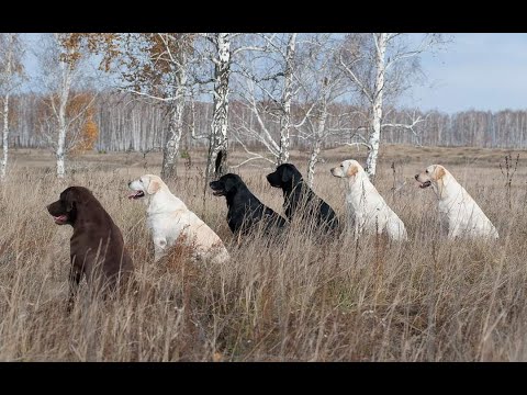 Видео: Лабрадор ретривер. Всё о породе и содержании.