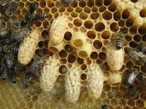 Видео: Як вивести якісну свищову матку