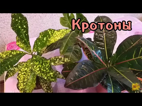 Видео: Кротон (кодиеум) скидывает листья🌱Реанимация👩‍⚕️Пересадка🌹Обрезка✂️Небольшой обзор других кротонов🌞