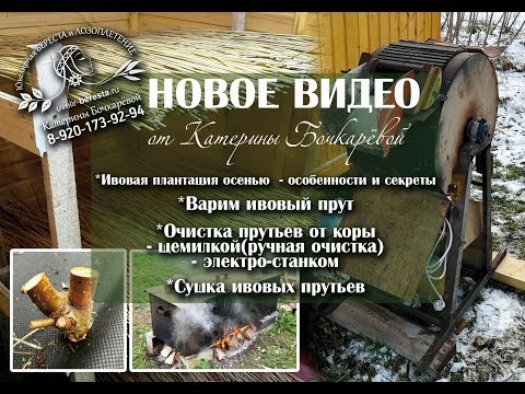 Видео: Лозоплетение осенью. Варим и чистим ивовый прут. Ивовая плантация Катерины Бочкарёвой.