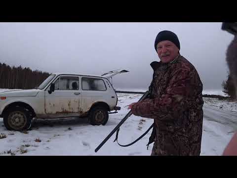 Видео: Охота на зайца с Русской гончей 18 января 2025