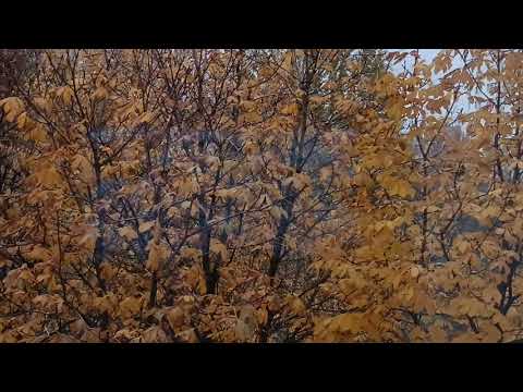 Видео: 🌹Не хочу официально