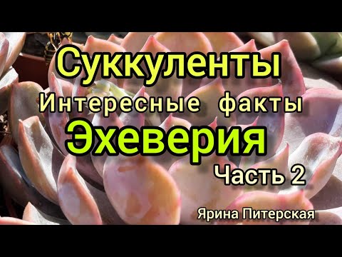 Видео: Эхеверия.Интересные факты.