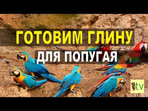 Видео: Чем кормить попугая. Готовим глину для Бруни.
