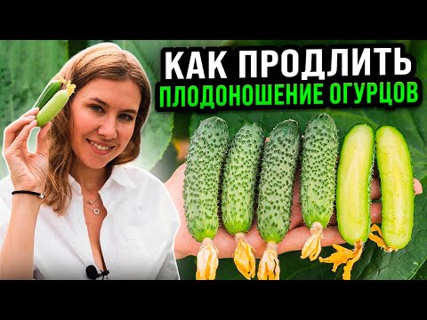 Видео: КАК ПРОДЛИТЬ ПЛОДОНОШЕНИЕ ОГУРЦОВ | Ответы на самые популярные вопросы по выращиванию