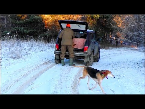 Видео: Охота на зайца русскими гончими п\ч.ч. Сигнал (Плакуня) и Лаймой вл. Шатров В.А.#охотасгончей
