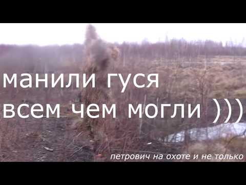 Видео: #ОХОТЫНАГУСЯ#ОХОТАНАГУСЯ2019# ОХОТА НА ГУСЯ ПЕРВАЯ ЧАСТЬ.GOOSE HUNTING2019