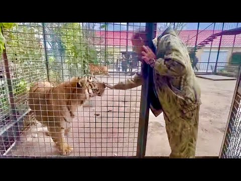 Видео: Олег Зубков переводит в вольер САМОГО ОГРОМНОГО тигра Грема,его тигрица психанула и Грем разозлился!