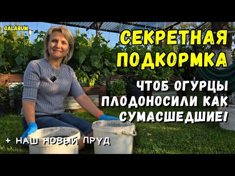 Видео: МОЯ СЕКРЕТНАЯ ПОДКОРМКА ЧТОБ ОГУРЦЫ Плодоносили как Сумасшедшие / Привели в Порядок Пруд. @GALABUM