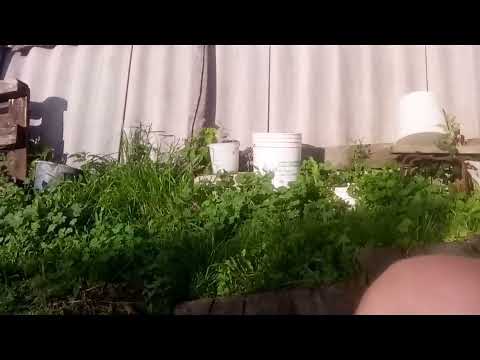 Видео: Влог за 5 августа