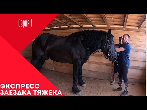 Видео: Заездка тяжеловоза за 10 дней. Первое занятие. Разбор ошибок.