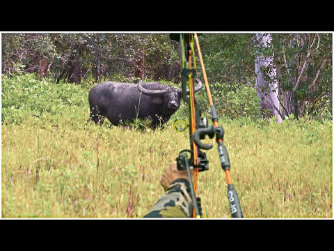 Видео: СЕРДЦЕ буйвола ВЫСТРЕЛЕНО ИЗ ЛУКА!! (Самая безумная охота в моей ЖИЗНИ!)