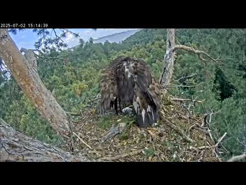 Видео: 2.07.2025 Камычи. Сегодня у Сардая очень активный день.