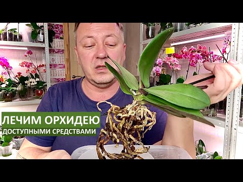 Видео: БЕСПЛАТНАЯ ОРХИДЕЯ с ГНИЛЫМИ КОРНЯМИ и ЦВЕТУЩИМ ЦВЕТНОСОМ лечим доступными средствами