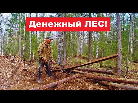 Видео: Денежный лес! Металлолом у избушки. Копать, не перекопать!