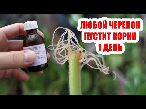 Видео: Укоренит любой черенок за 1 день 100%! Супер способ укоренения любых черенков!