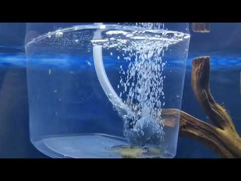 Видео: Креветка АМАНО, личный опыт