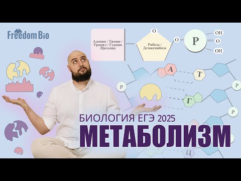 Видео: МЕТАБОЛИЗМ - Фотосинтез и Энергообмен |Общая биология| ЕГЭ БИОЛОГИЯ 2025|Freedom|