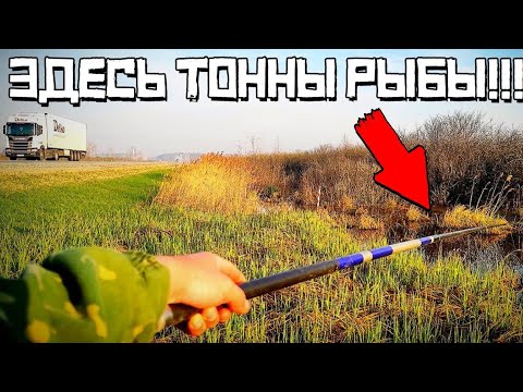 Видео: ШОК!!! ТОННЫ КАРАСЯ В ЛУЖЕ! Рыбалка у дороги УДИВЛЯЕТ!