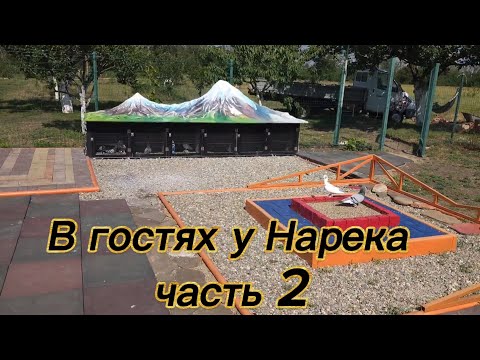 Видео: В гостях у  друга Нарека Часть 2 @armenian_pigeon_house  #աղավնի #pigeon #кабутар #голуби
