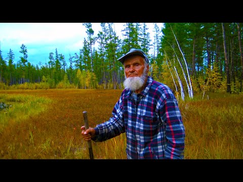 Видео: С дядей Толей по Арге. Хорошо в Тайге! ч.4.6 | Таежное озеро | Следы | Рыбалка | Ягоды | Видео 4К