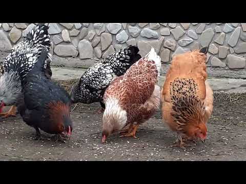 Видео: молодки куры виандот брама форверк кохинхин фавероль