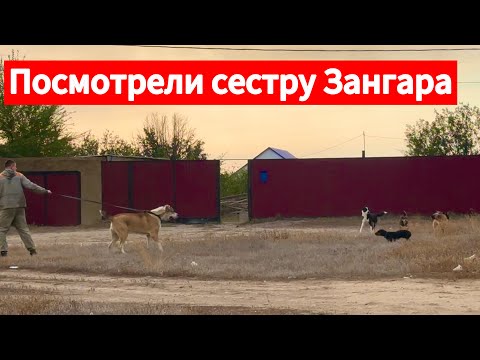 Видео: Посмотрели сестру Зангара, выгул Зангара