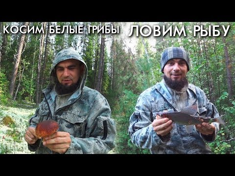 Видео: КОСИМ БЕЛЫЕ ГРИБЫ / ЛОВИМ РЫБКУ