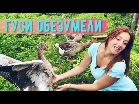 Видео: Обосрали платье, покусали пальцы: Гусь Петр и его гусята жадно едят салат