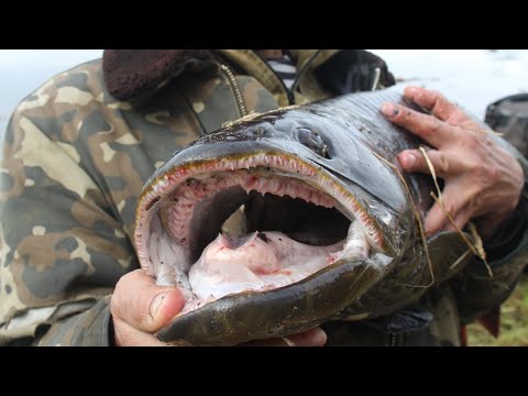 Видео: Олёкма  Тас-меле 2022