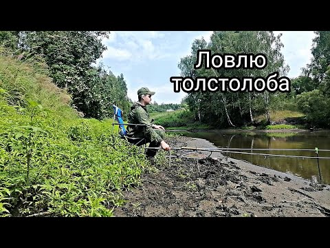 Видео: ПРИШЕЛ ЛОВИТЬ ТОЛСТОЛОБА И...