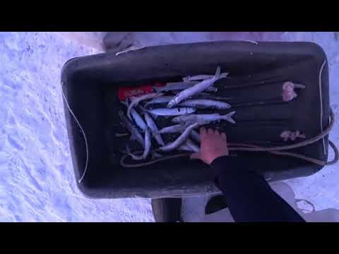 Видео: Рыбалка по первому льду/ Ловля РИПУСА на оз.Инголь/ ОТЛИЧНЫЙ КЛЁВ СЕЛЁДКИ...