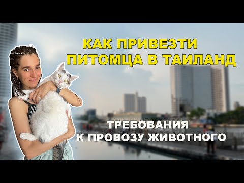 Видео: Переезд в Таиланд с питомцем | Наш перелёт в Таиланд с кошкой