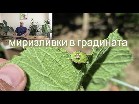 Видео: Зелени миризливки и листни въшки в градината.Какъв е резултата, ако не пръскаш месец зеленчуците?
