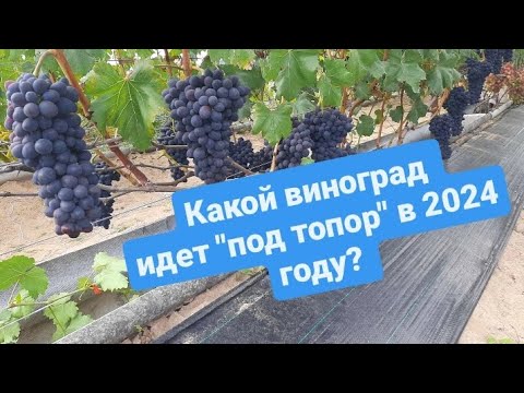 Видео: Какие сорта винограда не прошли испытания на нашем участке! Беларусь. Острошицкий городок.