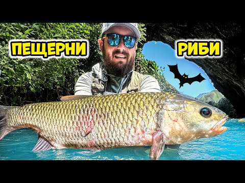 Видео: МИГРАНТИ! ЛОВИМ ПЕЩЕРНИ риби в джунглата! РИБОЛОВ НА КЕФАЛ!