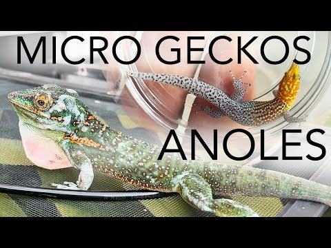 Видео: ЛУЧШИЕ туры по сбору микрогекконов и анолисов!