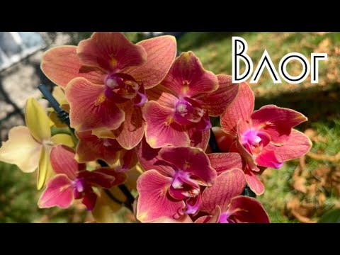 Видео: Цветущие и любимые красавицы 🦋💛