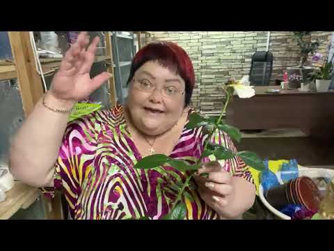Видео: черенкование чайно гибридных роз