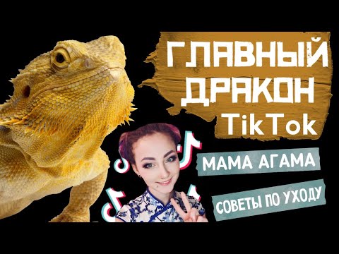 Видео: ТИК ТОК ЗВЕЗДА АГАМА МАМА О СОДЕРЖАНИИ БОРОДАТОЙ АГАМЫ