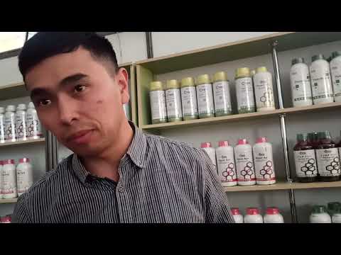 Видео: Ложейн F1   Голландиялык мыкты помидор сорту(Кубаныч 0771 7410 08 Ош...)