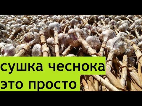Видео: Сушка чеснока.Все просто.Как сушить чеснок после уборки