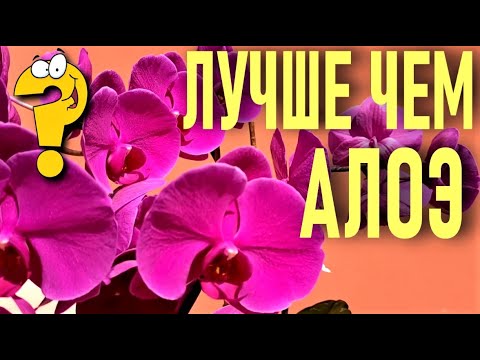 Видео: НЕВЕРОЯТНО!!! ЛУЧШЕ, ЧЕМ АЛОЭ ДЛЯ ОРХИДЕЙ?!?👍 ГРАНДИОЗНЫЙ РЕЗУЛЬТАТ И ДОСТИЖЕНИЕ В ЦВЕТЕНИИ ОРХИДЕЙ!