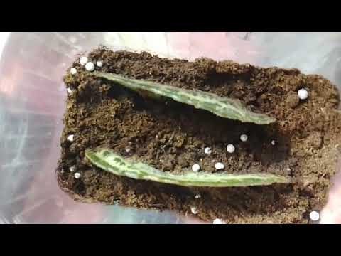 Видео: Примуліна після відокремлення пасинків 